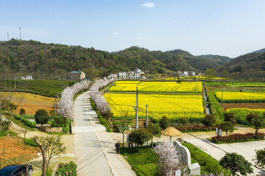 樱花大道