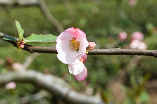 木瓜花