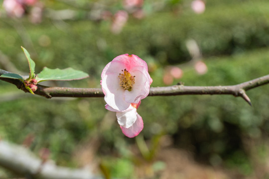 木瓜花