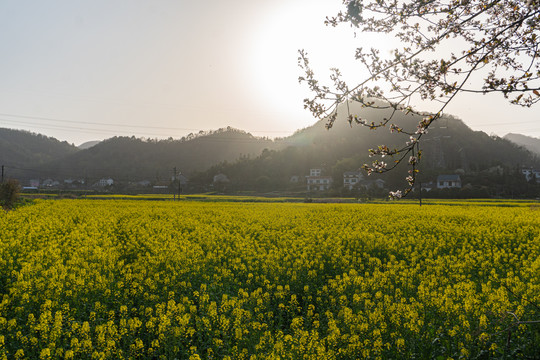 春天风景