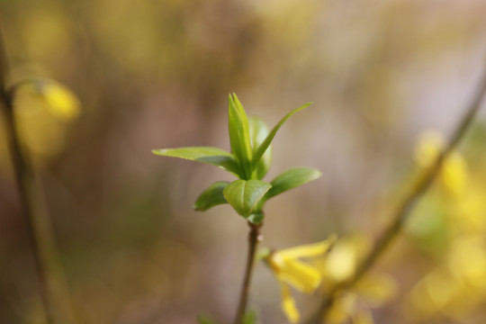 黄花背景黄花素材