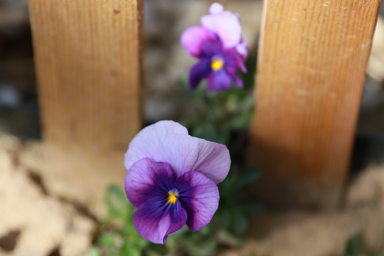 紫三色堇花
