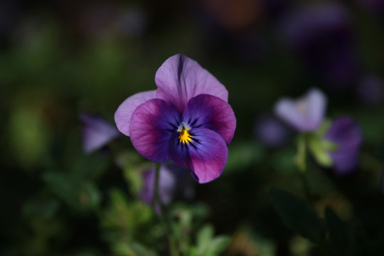 紫色三色堇花