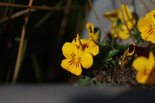 黄色三色堇花