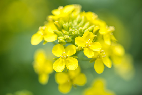 油菜花蕊