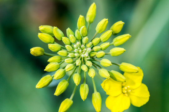 油菜花蕊细节2