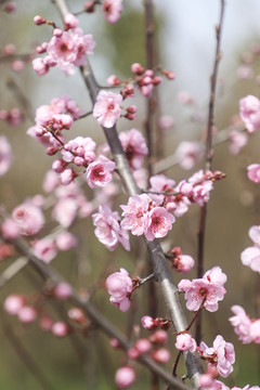 梅花