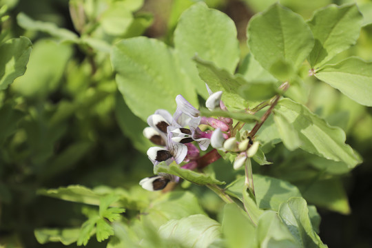 蚕豆植株