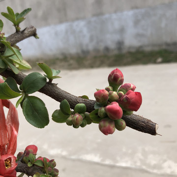 春季海棠花红