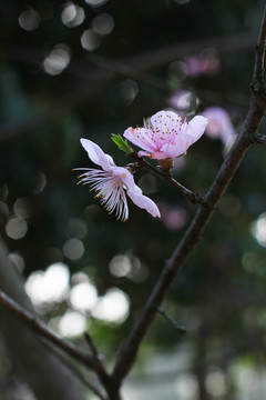 桃花朵朵