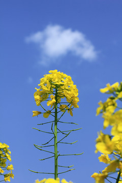 油菜花