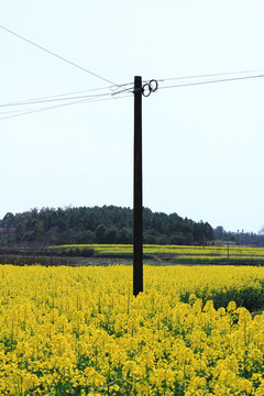 油菜开花