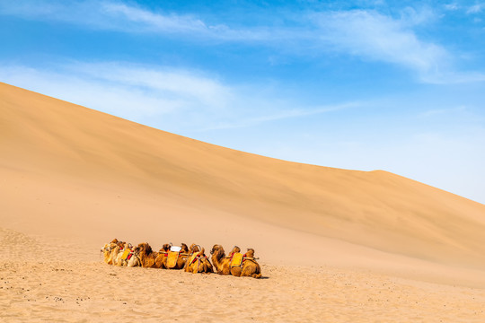 敦煌鸣沙山景区沙漠骆驼队