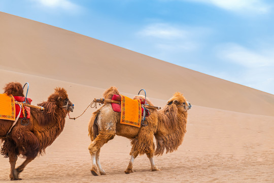 敦煌鸣山沙景区行走的骆驼