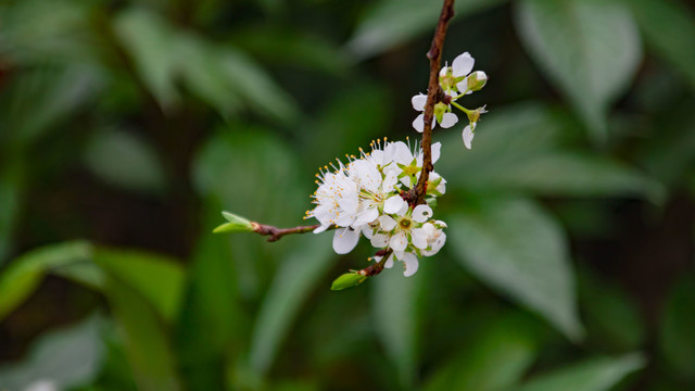 李子花