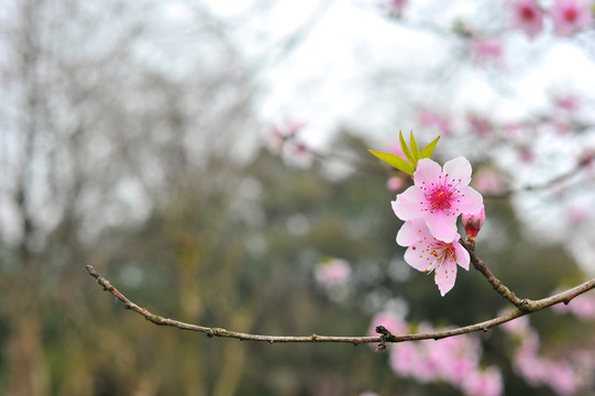 粉红桃花