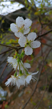 樱花特写