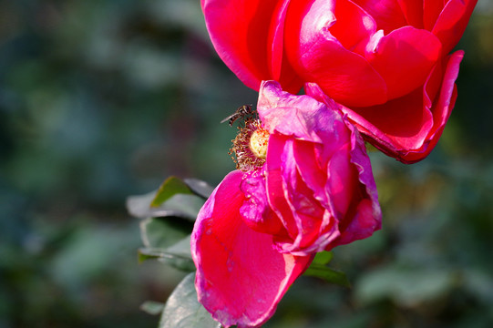 月季花与蜜蜂