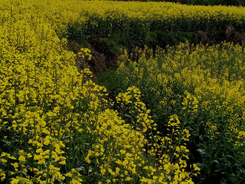 油菜花