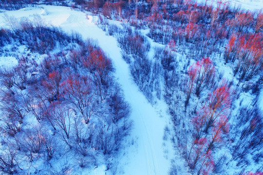 大兴安岭雪河红树林