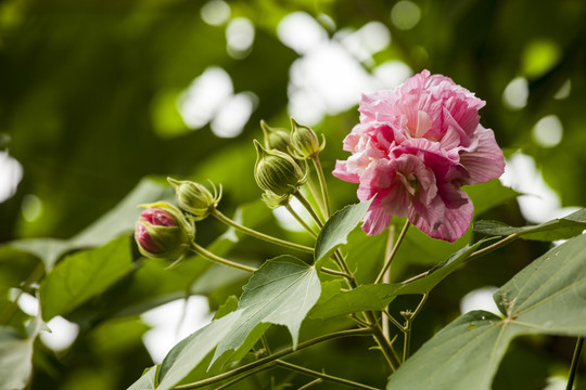 成都木芙蓉花