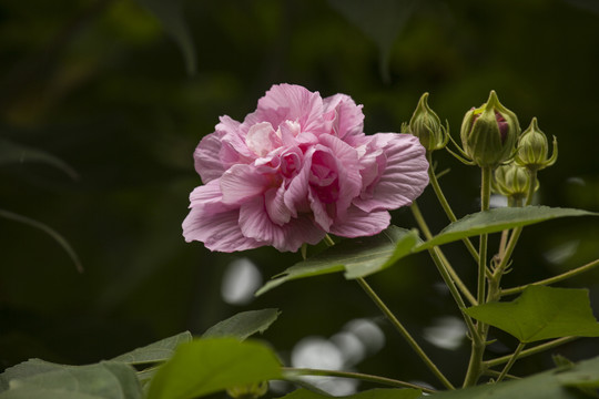 木芙蓉花