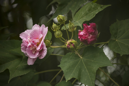 木芙蓉花