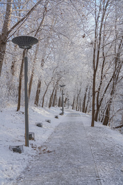 雪后的小路