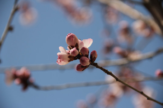 桃花