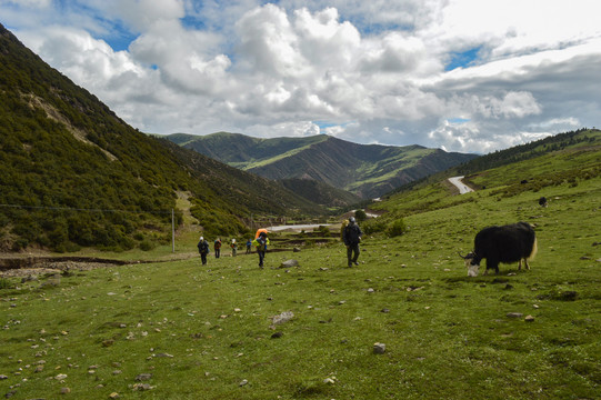 西藏徒步高原牦牛