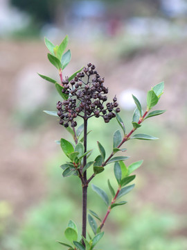 茜草科水锦树属植物水晶棵子