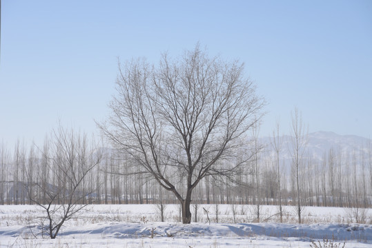 冬季西北雪地里的树木