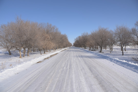 冬季西北两旁都是树的积雪公路