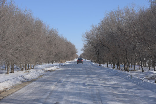 冬季西北两旁都是树的积雪公路