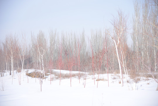 冬季西北雪地里的白桦树树苗