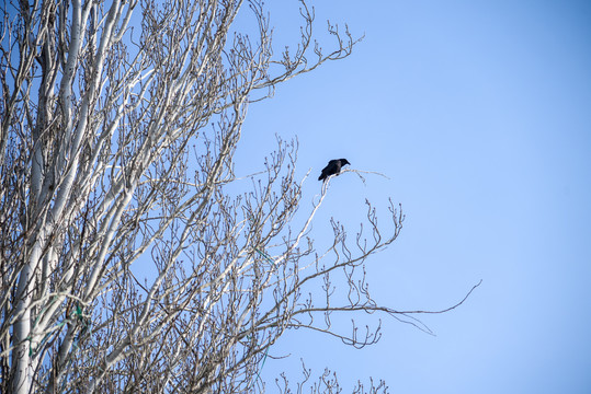 冬季西北白桦树枝头有鸟