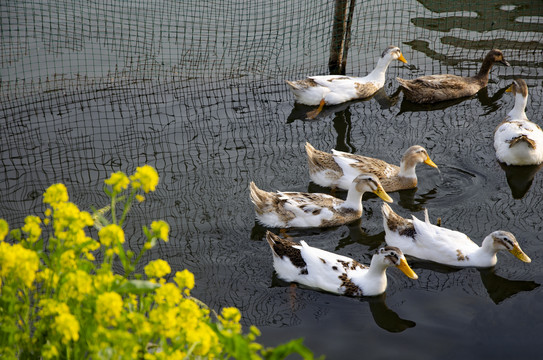 池塘里的家养鸭