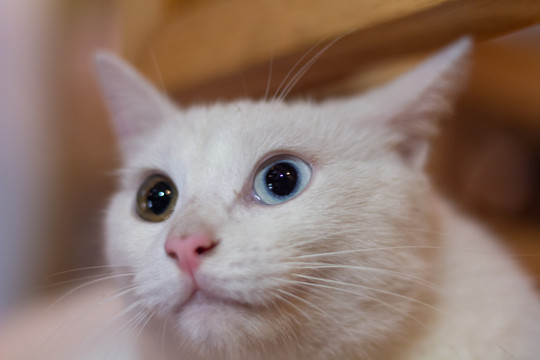 波斯猫