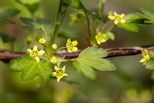 华蔓茶藨子花