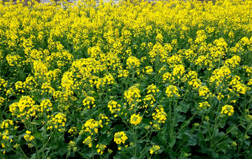 油菜花