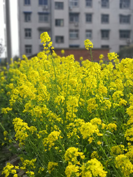 油菜花