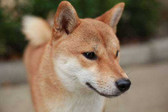 宠物柴犬秋田犬壁纸