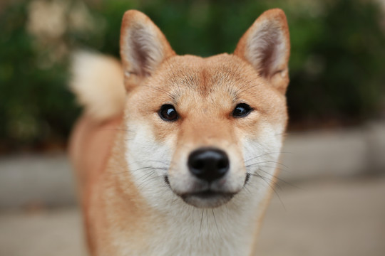 宠物柴犬秋田犬壁纸