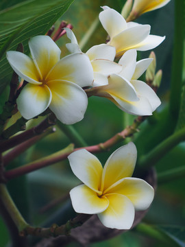 花草树木