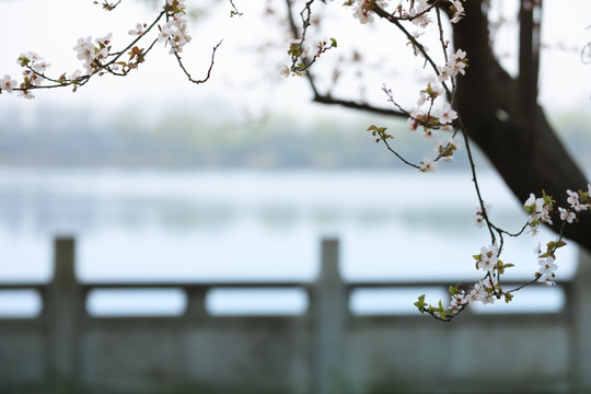 湖边开花的树