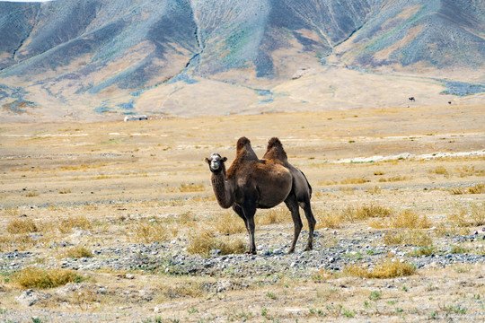新疆戈壁草原骆驼