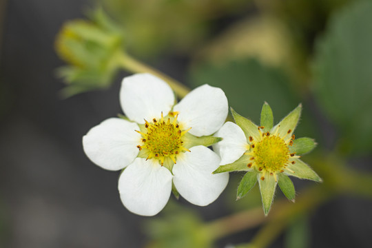 草莓花