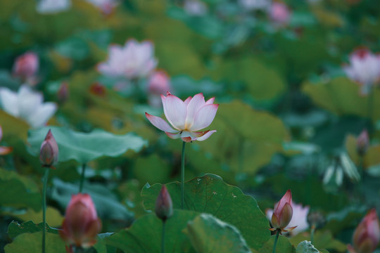 荷花池