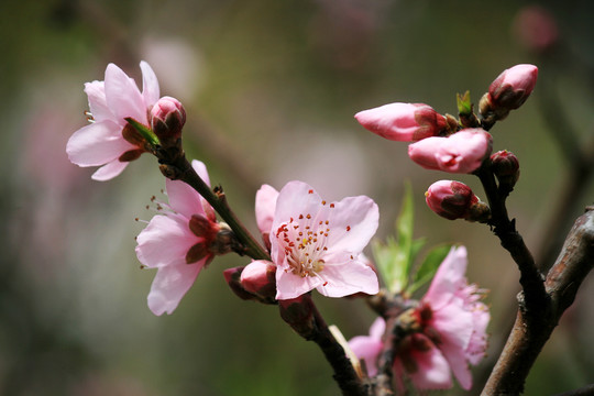 桃花枝