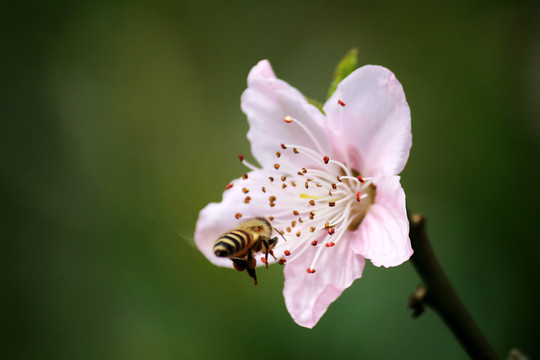桃花和蜜蜂